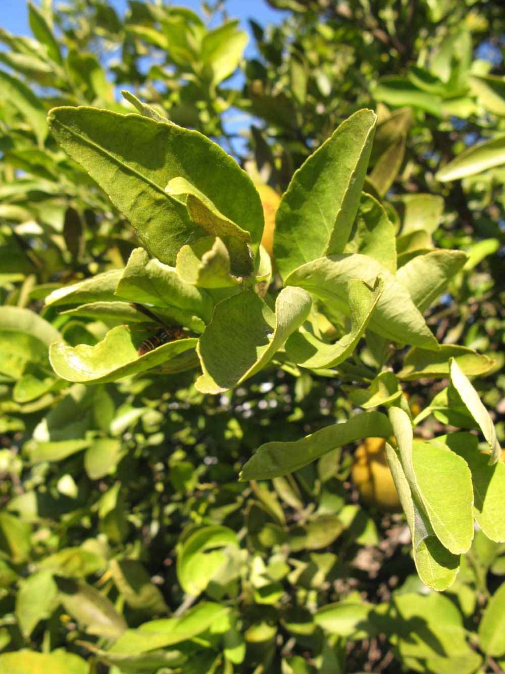            Sun leaves (Winter Haven, FL)   